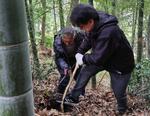 筍堀りの様子