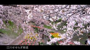 江川せせらぎ緑道の桜