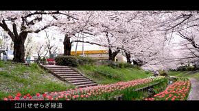 江川せせらぎ緑道の桜とチューリップ