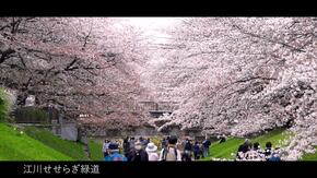 江川せせらぎ緑道の桜とお花見に来た方々