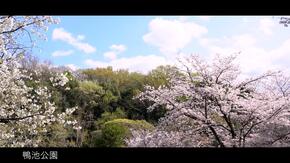 鴨池公園の桜