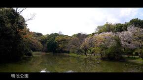 鴨池公園の池と周りの木々