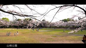 山崎公園の広場と桜