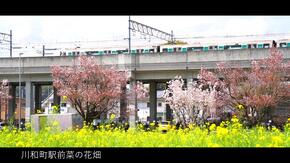 菜の花と桜と市営地下鉄グリーンライン