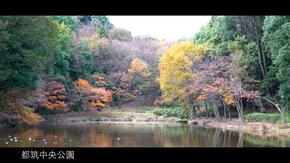都筑中央公園の池と紅葉