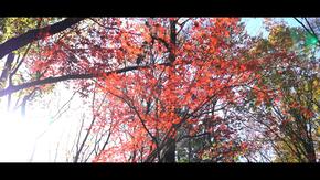 都筑中央公園の紅葉