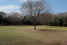 鴨池公園