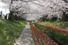 江川せせらぎ緑道